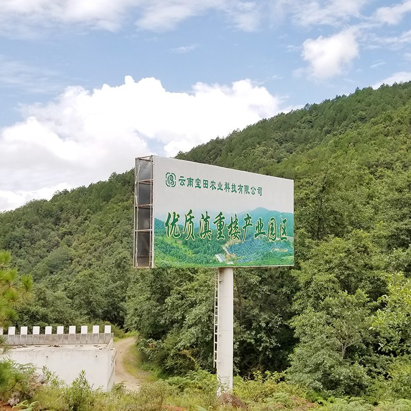 云南寶田農(nóng)業(yè)600畝滇重樓種植基地